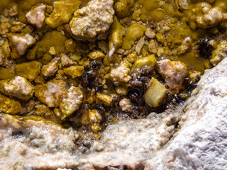 Habitat of flamingos and other wild species in the surroundings of San Pedro de Atacama