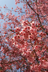 Sunny view of the beautiful cherry blossom