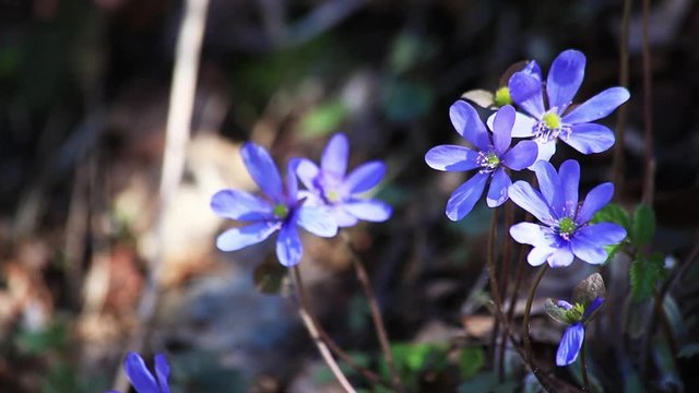 Beautiful Spring Flowers Hepatica nobilis 