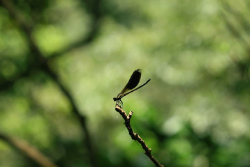 Close up shot of a Damselfly