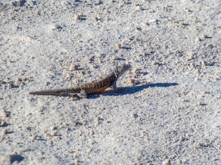 Wild animals in the surroundings of San Pedro de Atacama