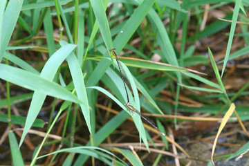 Close up shot of two Damselfly mating