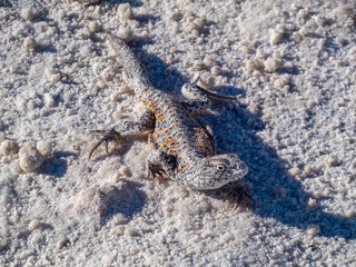 Wild animals in the surroundings of San Pedro de Atacama