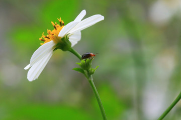 Obraz premium Close up shot of Cabbage Stem Flea Beetle