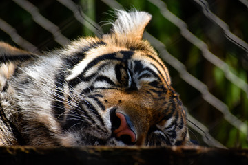 sleeping tiger