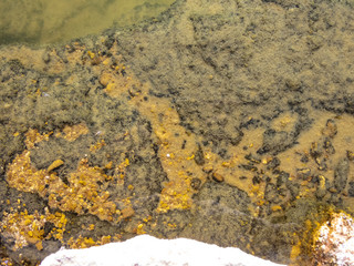 Habitat of flamingos and other wild species in the surroundings of San Pedro de Atacama