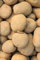 Planting potato texture top view