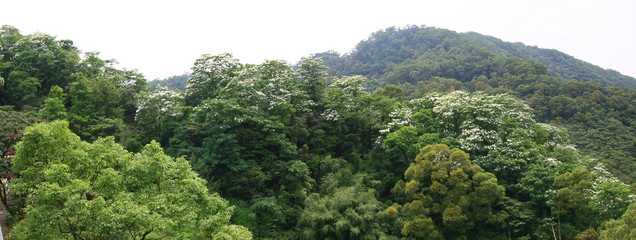 Vernicia fordii blossom in Tucheng area