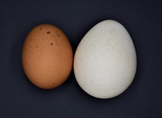 Turkey and Chicken Egg size comparison on black background