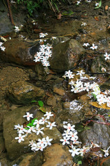 Vernicia fordii blossom in Tucheng area