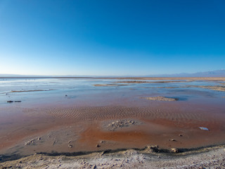 Habitat of flamingos and other wild species in the surroundings of San Pedro de Atacama