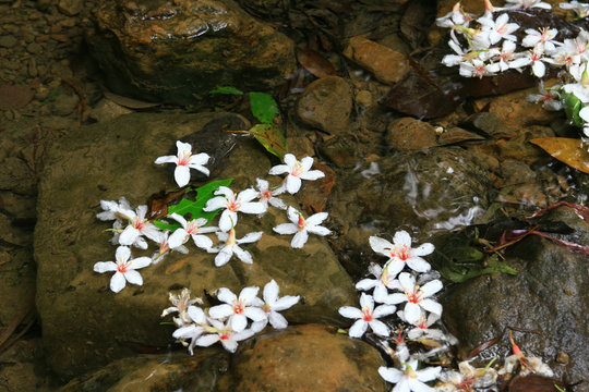 Vernicia fordii blossom in Tucheng area