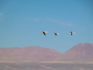 Habitat of flamingos and other wild species in the surroundings of San Pedro de Atacama