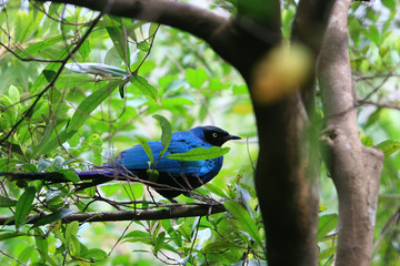 Close up shot of the cute Long-tailed glossy starling