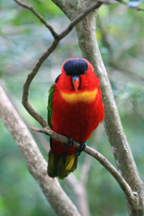 Close up shot of the Purple-naped lory
