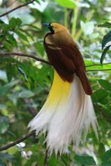 Close up shot of the Raggiana bird-of-paradise