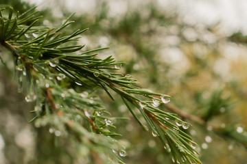 Close up of a pine branch under the rain