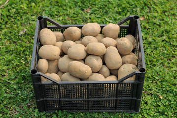 Planting potatoes in a plastic box stands on the green grass. Side view