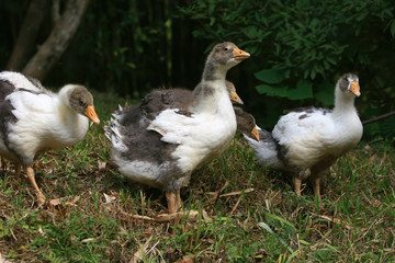 Fototapeta na wymiar Close up shot of group of young goose
