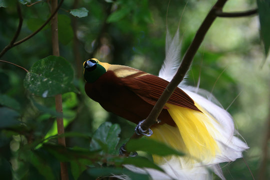 Close up shot of the Raggiana bird-of-paradise