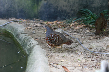 Close up shot of cute Chinese bamboo partridge