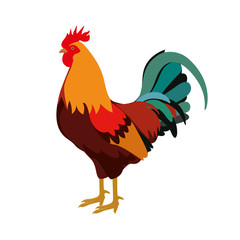 Farm animals cock rooster vector