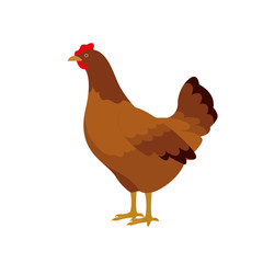 Farm animals hen chicken vector