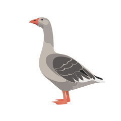 Farm animals goose vector illustration
