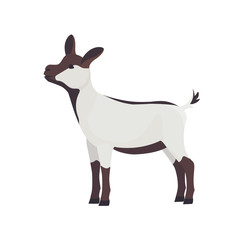 Farm Animals Goat Goatling  Vector Illustration