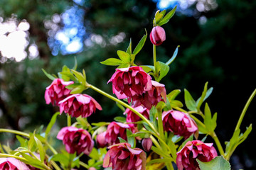 クリスマスローズ