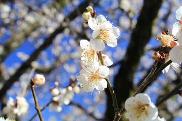 梅の花