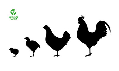 Farm animals hen cock rooster chicken chick broiler icon set - obrazy, fototapety, plakaty