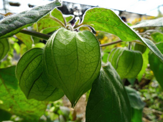 Close up shot of a Tomatillo
