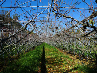 Sunny view of a peach tree tunnel