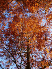 Larch tree in autumn color
