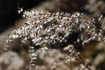 Obraz premium Close up shot of silvergrass