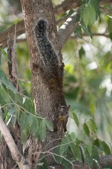 Yucatan Squirrel