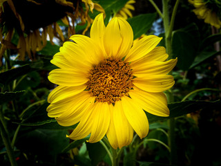 Obraz premium sunflower in the garden