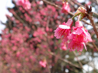 Close up shot of Prunus serrulata blossom