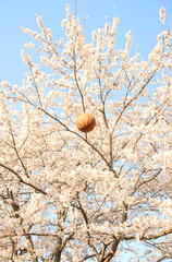 バスケットボールと桜　栃木県作物　勝山公園