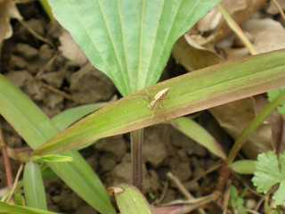 Close up shot of a Orchard spider