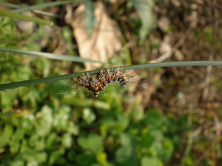 Close up shot of the Caterpillar of Dark Dagger