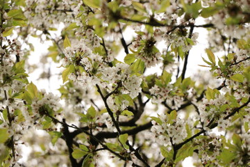 Look up!  The flowers are there