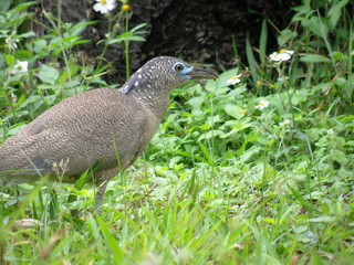 Morning view of a Night Heron eating earthworm
