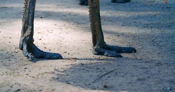 CLOSE UP Of The Large Feet Of An Australian Emu