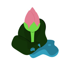 Lotus flower and water drop on leaves.