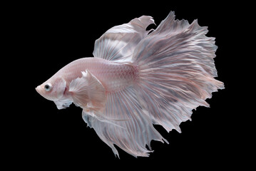 Fototapeta premium White fighting fish ,Beautiful colors