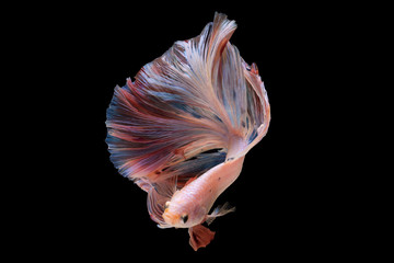 Fancy fighting fish ,Beautiful colors
