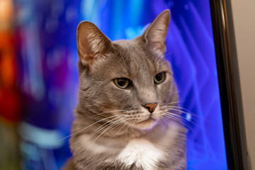 Retrato de gato mostrando los bigotes