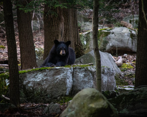 Black Bear